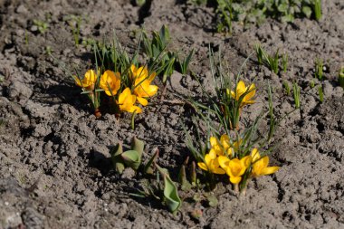 Safran (lat. Crocus (