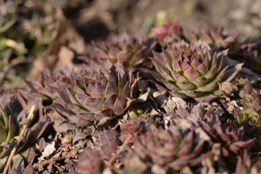 Sempervivum, Crassulaceae familyasından bir bitki cinsidir..