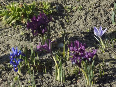 Safran (lat. Crocus (