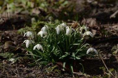 Yaygın kar damlası, beyaz kar damlası (Galanthus nivalis)
