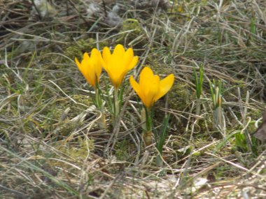 Safran (lat. Crocus (
