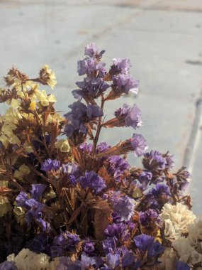 Lavanta (Lavandula) hiç bitmeyen yeşil bir çalıdır..