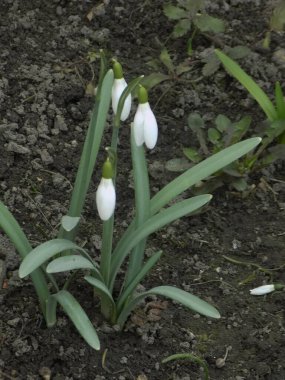 Yaygın kar damlası, beyaz kar damlası (Galanthus nivalis)