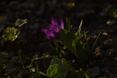 Safran (lat. Crocus (