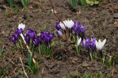 Safran (lat. Crocus (