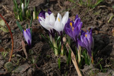 Safran (lat. Crocus (