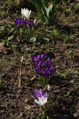 Safran (lat. Crocus (