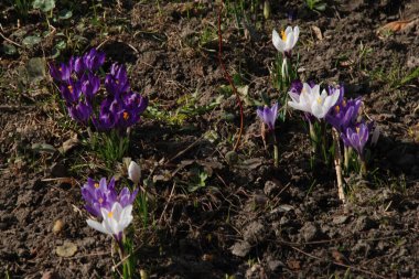 Safran (lat. Crocus (