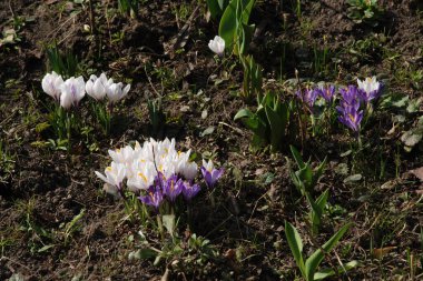 Safran (lat. Crocus (
