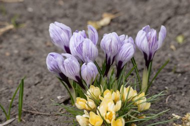 Safran (lat. Crocus (