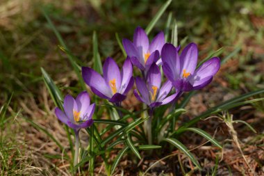 Safran (lat. Crocus (