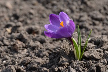 Safran (lat. Crocus (