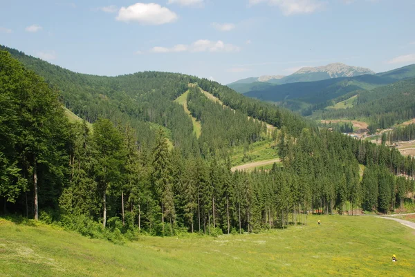 喀尔巴阡山脉和森林的壮丽壮丽 — 图库照片