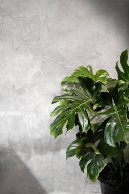 Monstera deliciosa ev bitkisi. Beton duvarın yanında parlak güneş ışığı altında.