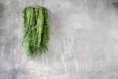 green ivy leaves background of dave (Dischidia nummularia variegata), green creeper plant hanging on concrete wall background clipart