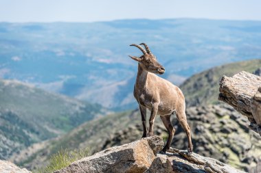 Ibex on top of the rocks clipart