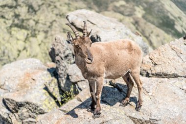 Kayaların üstüne dağ keçisi