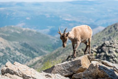 Kayaların üstüne dağ keçisi