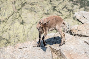 Kayaların üstüne dağ keçisi