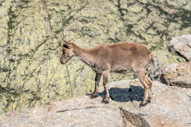 Kayaların üstüne dağ keçisi