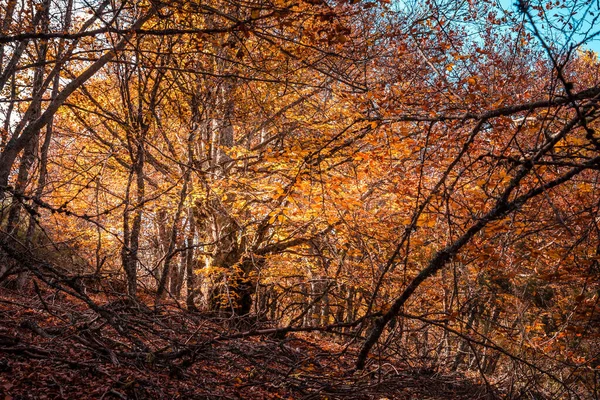 Bela floresta de faia outono — Fotografia de Stock