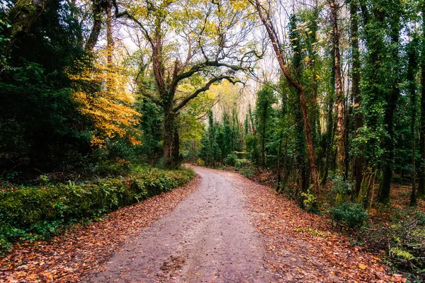 Estrada solitária no Outono — Fotografia de Stock
