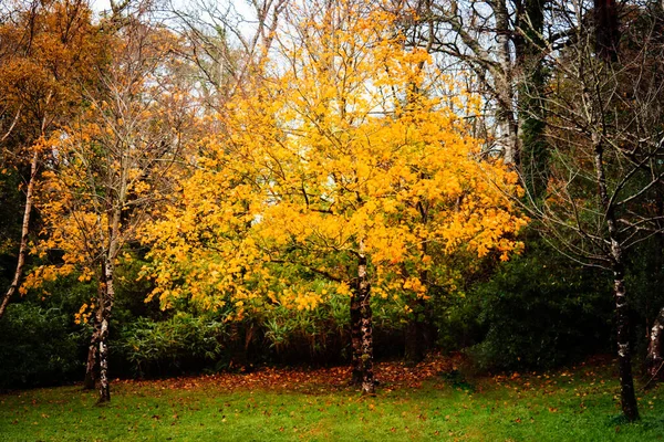 Árbol de arce amarillo otoñal sobre fondo de bosque de colores vivos — Foto de Stock