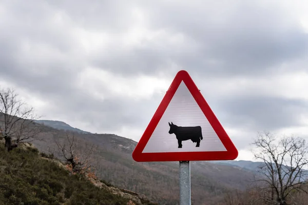 Cattle road sign on rural background in Spain