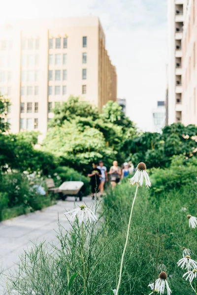 Nahaufnahme der Blume in der High Line in New York — Stockfoto