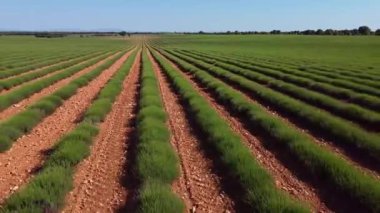 Lavanta tarlaları. Bahar sabahının erken saatlerinde. Brihuega 'da manzara, Guadalajara
