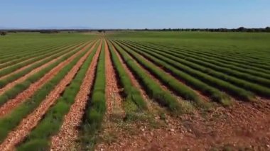 Lavanta tarlaları. Bahar sabahının erken saatlerinde. Brihuega 'da manzara, Guadalajara