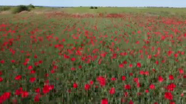 Baharda vahşi kırmızı haşhaş tarlası. Olay yerinde haşhaş bulunan soyut arkaplan