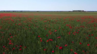 Baharda vahşi kırmızı haşhaş tarlası. Olay yerinde haşhaş bulunan soyut arkaplan