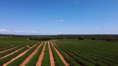 Lavanta tarlaları. Bahar sabahının erken saatlerinde. Brihuega 'da manzara, Guadalajara