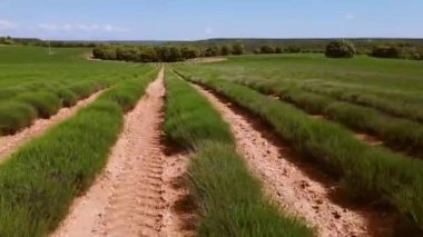 Lavanta tarlaları. Bahar sabahının erken saatlerinde. Brihuega 'da manzara, Guadalajara