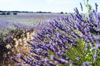 Lavanta dikenleri. Lavanta Tarlası, Lavandula angustifolia, Lavandula officinalis