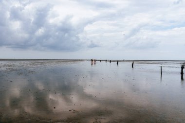 Wadden Denizi 'nde dalgaların çekildiği sahilde sakin ve sakin bir deniz manzarası.