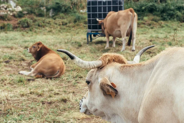 Sentito parlare di mucche al pascolo sul prato delle Asturie — Foto Stock