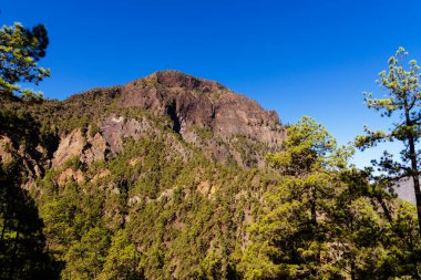 Caldera de Taburiente Ulusal Parkı. Kanarya Çam Ağaçları Ormanı 'ndaki eski volkan krateri. La Palma, Kanarya Adaları. Pinus kanaryası