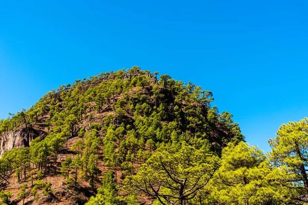 Caldera Taburiente Ulusal Parkı Kanarya Çam Ağaçları Ormanı Ndaki Eski — Stok fotoğraf