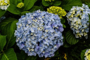 Close-up of vibrant blue hydrangeas blooming in Sao Miguel, Azores, surrounded by lush green foliage.