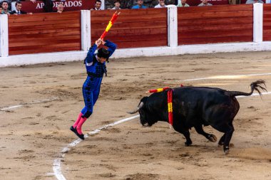Arenas de San Pedro, İspanya - 18 Ekim 2025: Matador, boğa güreşi sırasında boğa sırtındaki banderillaları aktif olarak yerleştirdi