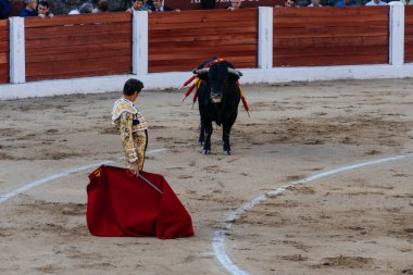 Arenas de San Pedro, İspanya - 18 Ekim 2025: Matador bir koridor sırasında arenada kırmızı bir muleta ile boğaya karşı karşıya. Cesar Jimenez