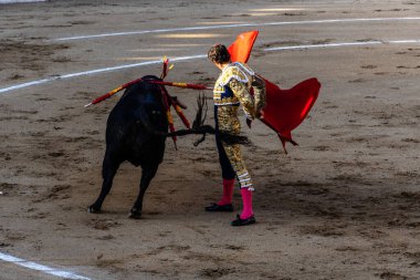 Arenas de San Pedro, İspanya - 18 Ekim 2025: Matador bir koridor sırasında arenada kırmızı bir muleta ile boğaya karşı karşıya. Cesar Jimenez