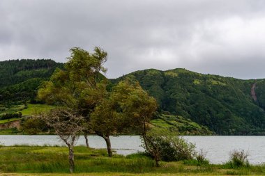 Sao Miguel, Azores 'deki bir gölün kıyısındaki ağaçların manzarası. Arka planda yemyeşil dağlar var..