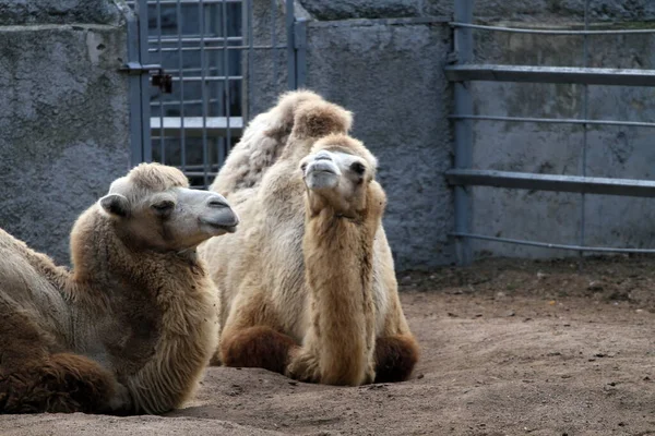 Kamele Liegen Einem Herbsttag Zoo — Stockfoto