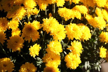 Güneş ışığında güzel sarı çiçekler