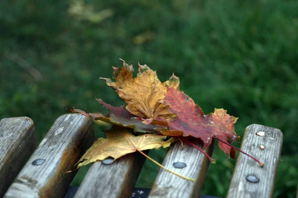 Multicolored Fallen Colored Leaves Trees Bench — Stock Photo, Image