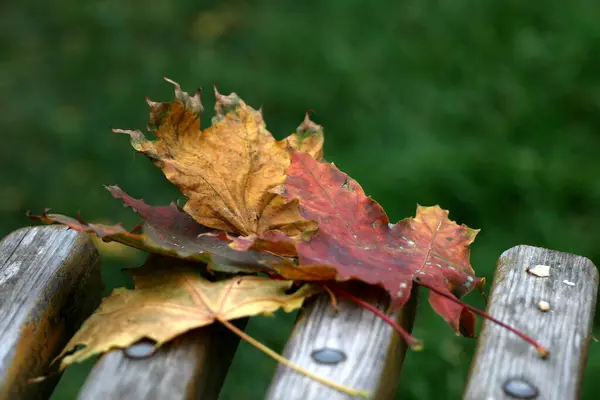 Multicolored Fallen Colored Leaves Trees Bench — Stock Photo, Image