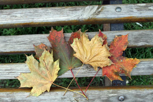 Multicolored Fallen Colored Leaves Trees Bench — Stock Photo, Image